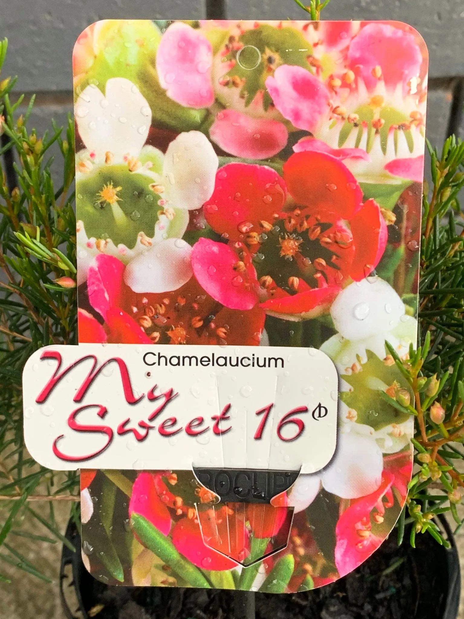 Chamelaucium 'My Sweet 16'