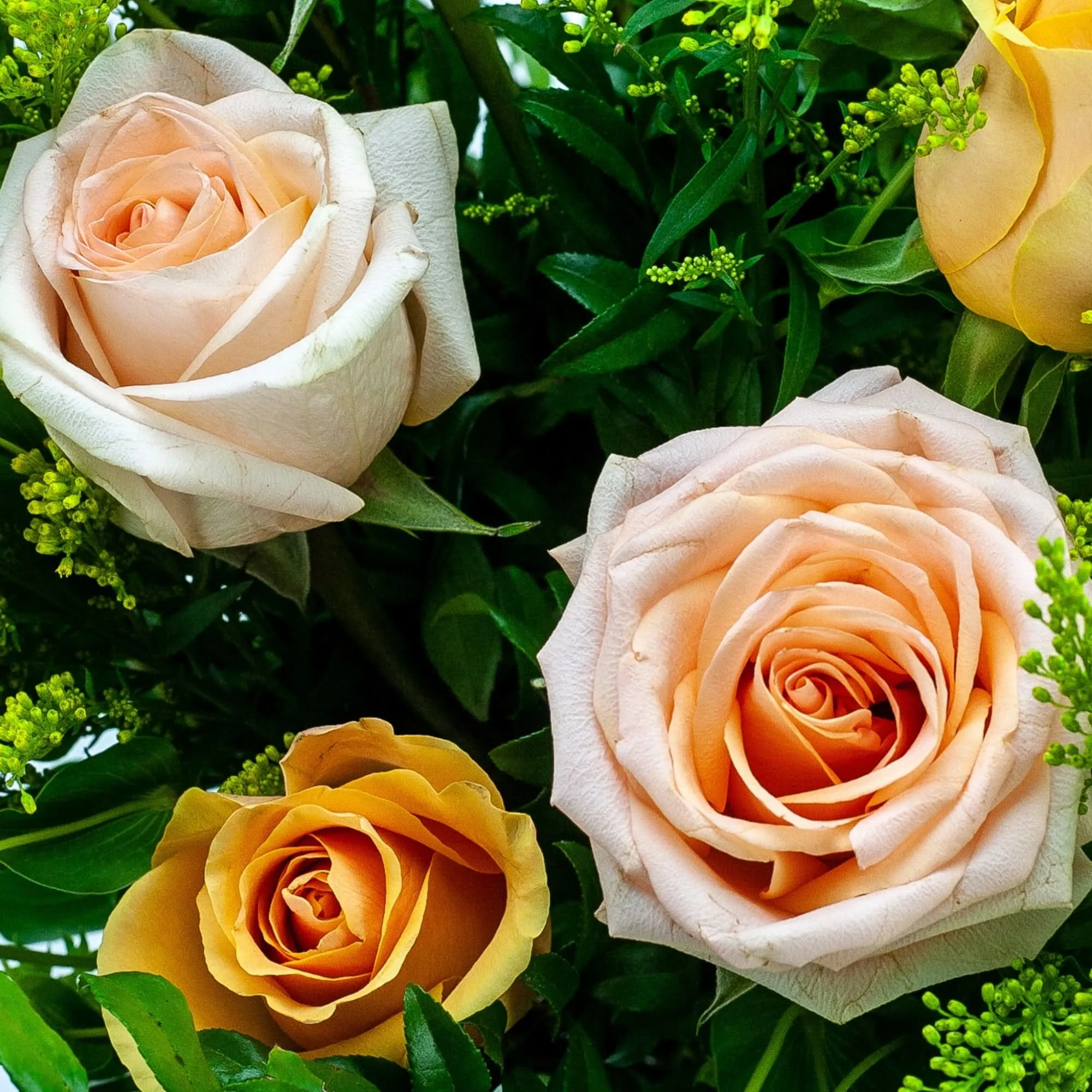 Coral Long-Stem Roses