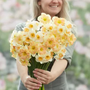 Daffodil Bulbs - Spring Dreams Mix