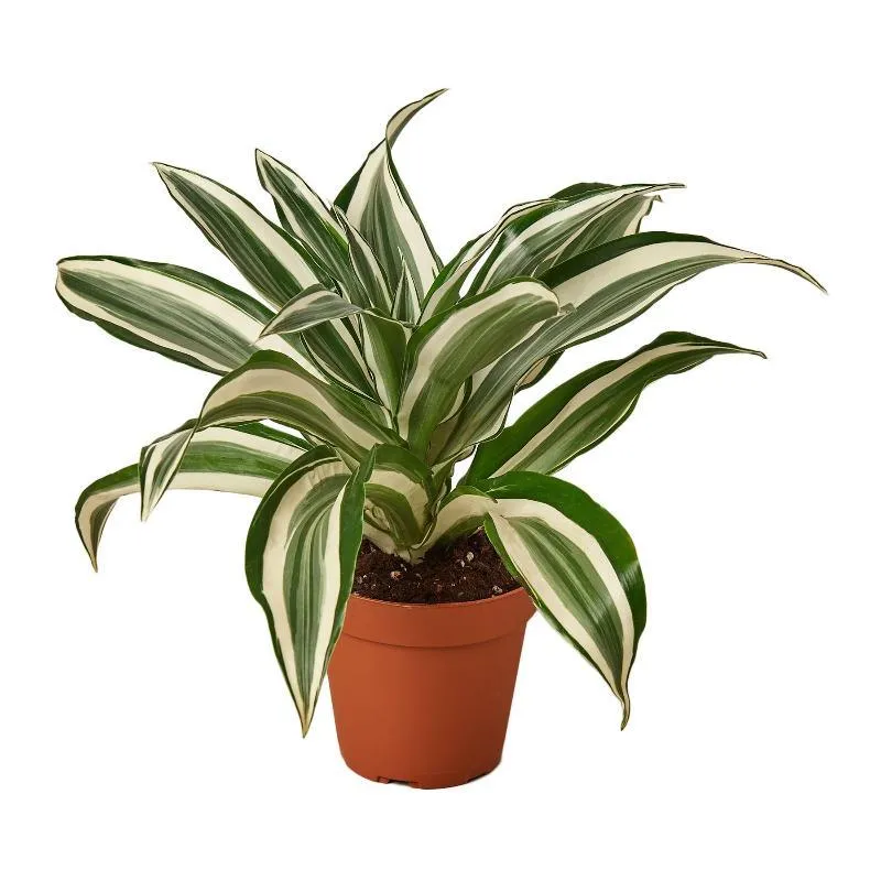 Dracaena 'Warneckii White Jewel