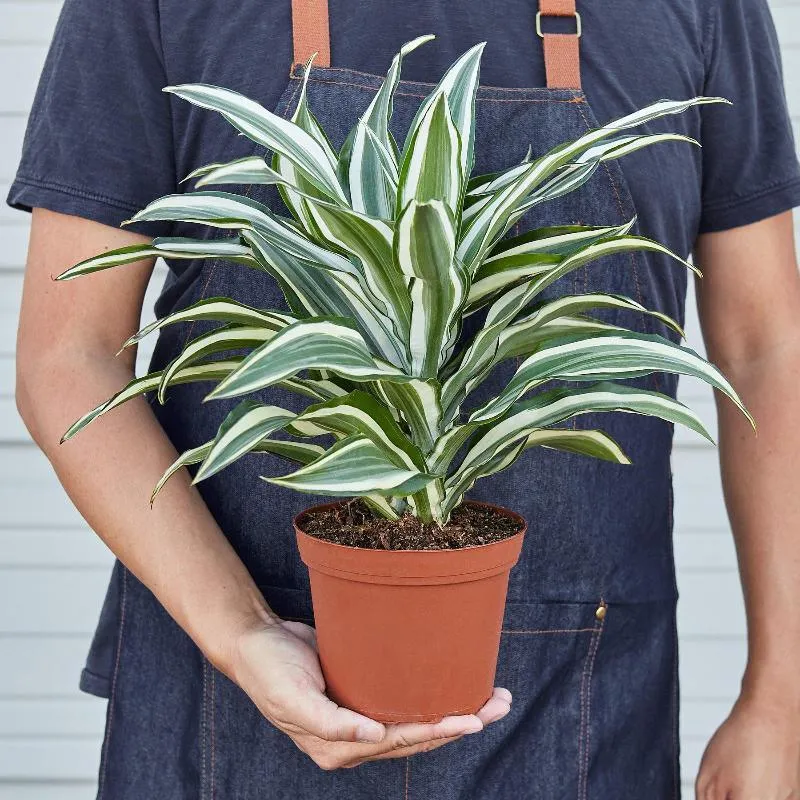 Dracaena 'Warneckii White Jewel