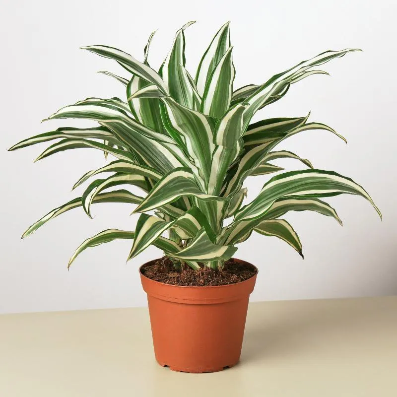 Dracaena 'Warneckii White Jewel